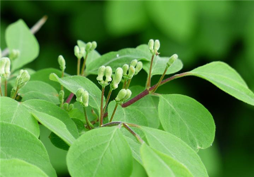 金银花不能和什么一起吃 金银花的功效