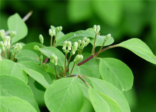 吃金银花会上火吗 金银花的功效