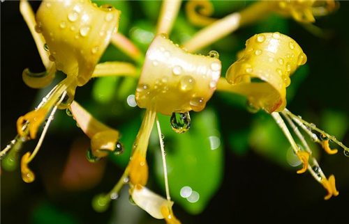 金银花不能和什么一起吃 金银花的功效