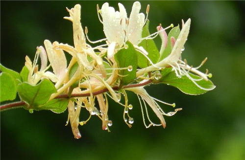 金银花不能和什么一起吃 金银花的功效