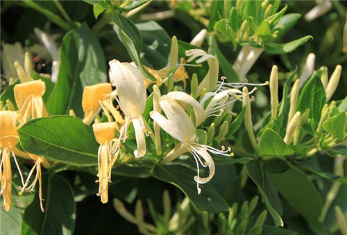 金银花不能和什么一起吃 金银花的功效