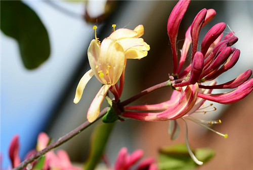 金银花不能和什么一起吃 金银花的功效